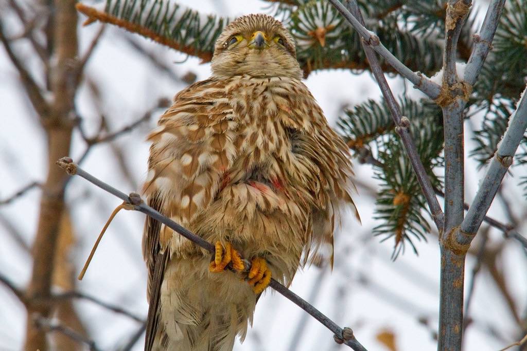 Merlin by Shawn McCready is licensed under CC BY-ND 2.0.